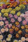 Bed of Chrysanthemums by Claude Monet